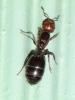 Crematogaster scutellaris